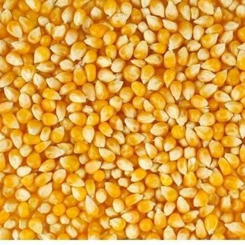 Maize